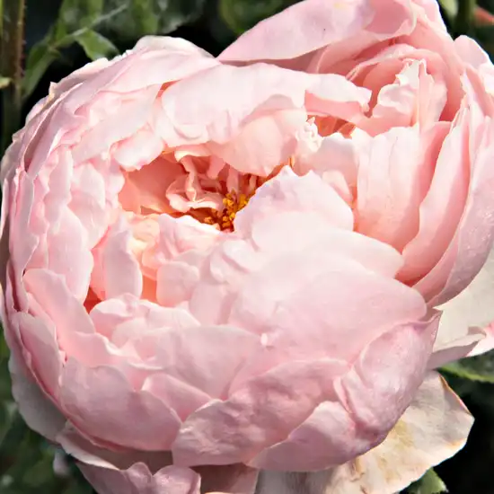 Trandafiri online - Roz - trandafir englezesti - trandafir cu parfum intens - Rosa Auswonder - David Austin - În stare înflorită, petale sînt în formă de rozetă lejeră